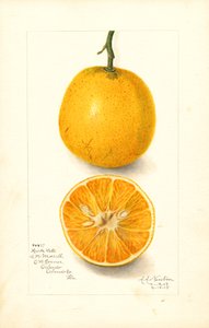 Harts Late Oranges (Citrus sinensis)
