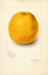 Ichang Orange (Citrus sinensis) by Amanda Almira Newton