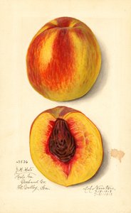 Peaches (Prunus persica: J.H. Hale) by Amanda Almira Newton