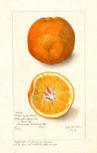 Washington Navel Oranges (Citrus sinensis) by Amanda Almira Newton
