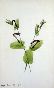 Aristolochia, a large plant genus of the family Aristolochiaceae
