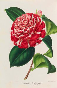 New Iconography of Camellias, 1850-1860 by Ambroise Alexandre Verschaffelt