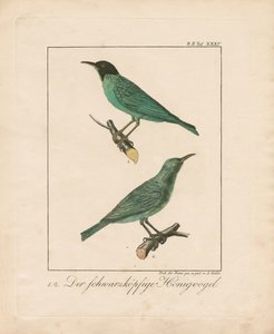 Black-headed Honeyeater