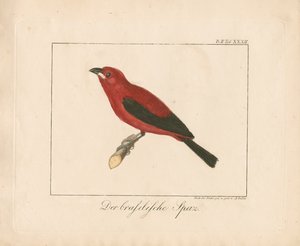 Brazilian Finch