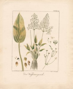 Common Water-plantain