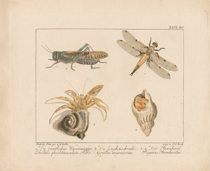 Dragonfly, Grasshopper and Hermit Crab
