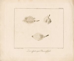 Longhorn Cowfish