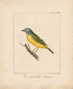 Painted Bunting