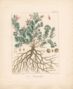 The Alder Buckthorn by Ambrosius Gabler