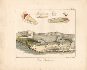 The Caiman