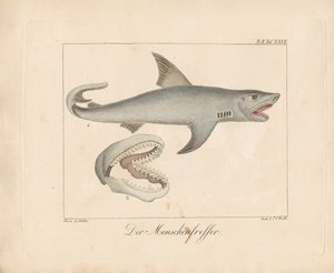 The Man-eater Shark
