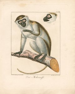The Moor Monkey