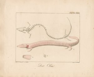 The Olm