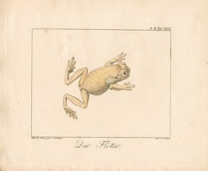 The Piper