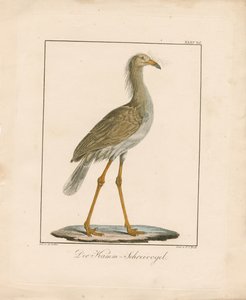 The Red-legged Seriema by Ambrosius Gabler