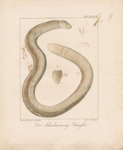 Thick-tailed Worm Lizard