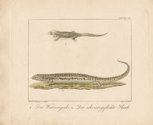 Turkish Gecko and Ocellated Skink
