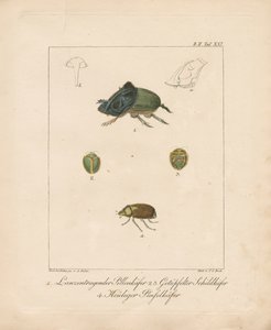 Various Beetle Species