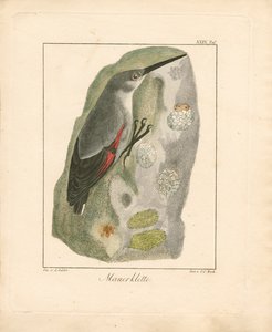 Wallcreeper