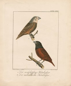 White-headed Grosbeak and Malaccan Grosbeak