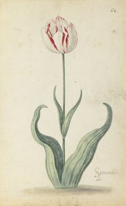 "Speramondi" Tulip, from an Album of Flowers