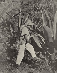 A Mexican Pulque Gatherer
