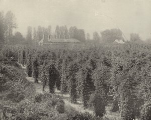 A Washington Hop Yard by American Photographer (after)