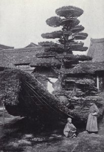 A pine-tree trained into the shape of a boat