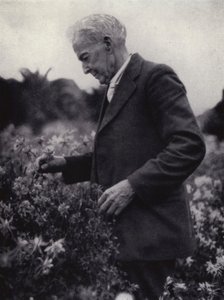 Luther Burbank Among His Flowers by American Photographer (after)