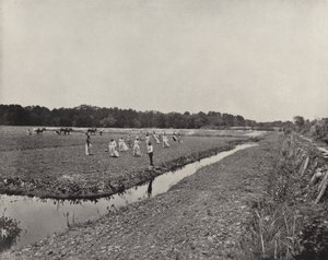 Planting Rice in North Carolina