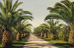 A Driveway in Riverside by American Photographer