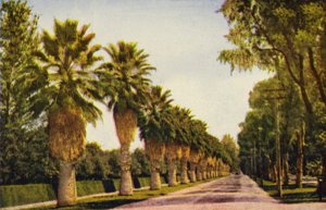 A Palm Drive Near Los Angeles by American Photographer