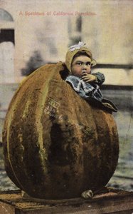 A Specimen of California Pumpkins by American Photographer