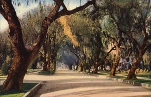 Avenue of Pepper Trees, Pasadena by American Photographer