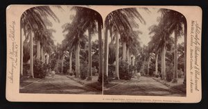 Avenue of royal palms, Queen