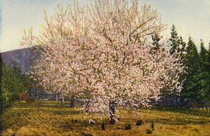 California Almond Tree by American Photographer