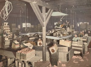 Orange Packing at Redlands, Published 1899 by American Photographer