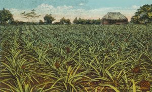 Puerto Rico: A Field of Pineapples by American Photographer