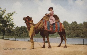 Riding Camel, New York Zoological Park by American Photographer