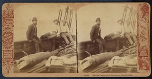 Sharks Captured at Barbados, West Indies by American Photographer