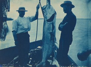 Tarpon or Silver King by American Photographer