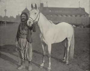 The Bedouin