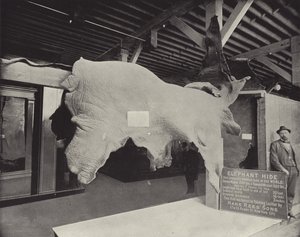 The Elephant Hide by American Photographer