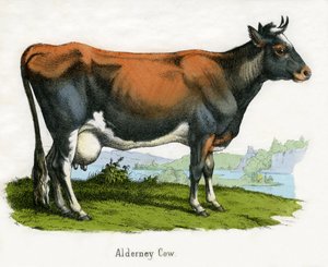 Alderney Cow, from The Natural History of Animals by American School