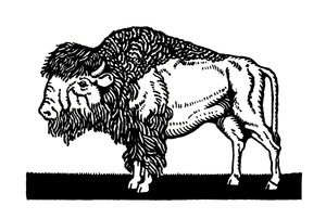 American Bison of the Old West by American School