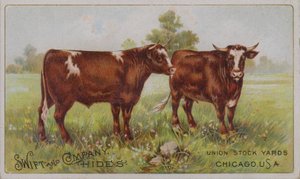 American Trade Card Advertising Swift and Company Animal Hides, Union Stock Yards, Chicago, Illinois