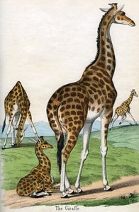 Antique Print of Giraffes