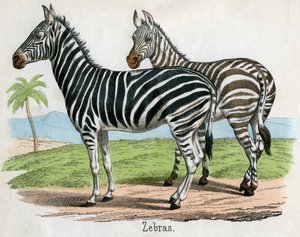 Antique Print of Zebras by American School