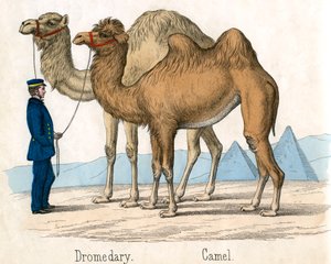 Antique Print of a Camel and Dromedary