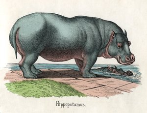 Antique Print of a Hippopotamus